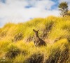 Double Bonanza – Halls Creek WA